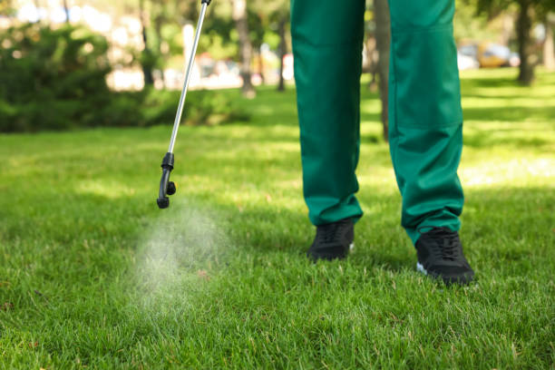 Best Wasp Removal Services  in San Luis, AZ