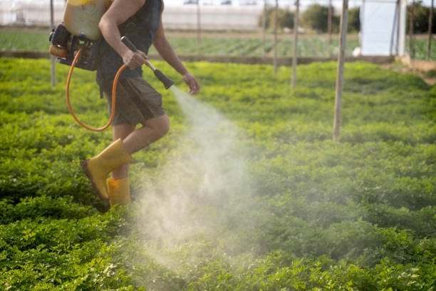 Best Ant Control Services  in San Luis, AZ