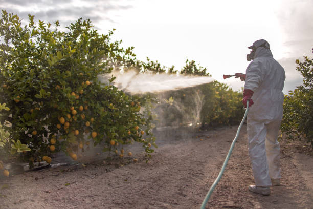 Best Affordable Pest Control Services  in San Luis, AZ