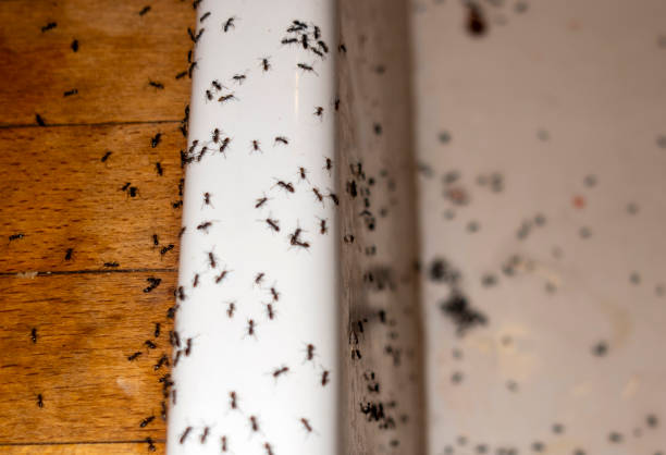 Best Wasp Removal Services  in San Luis, AZ