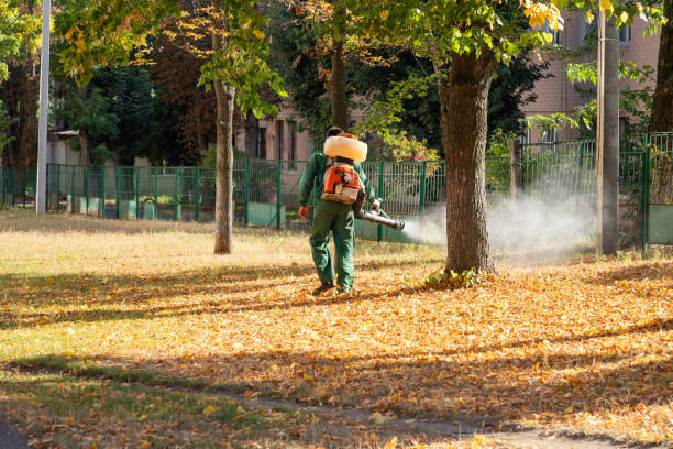 Best Pest Control Near Me in San Luis, AZ