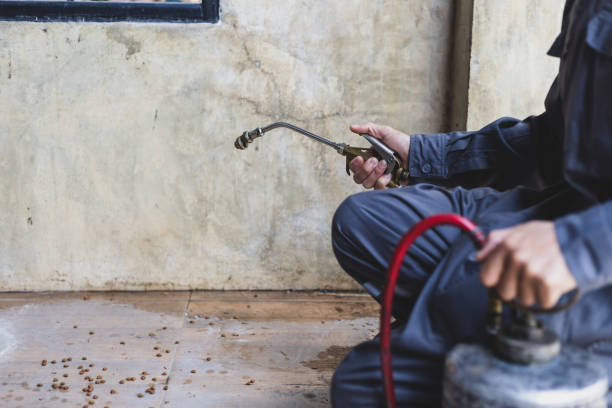 Reliable San Luis, AZ Pest Control Solutions